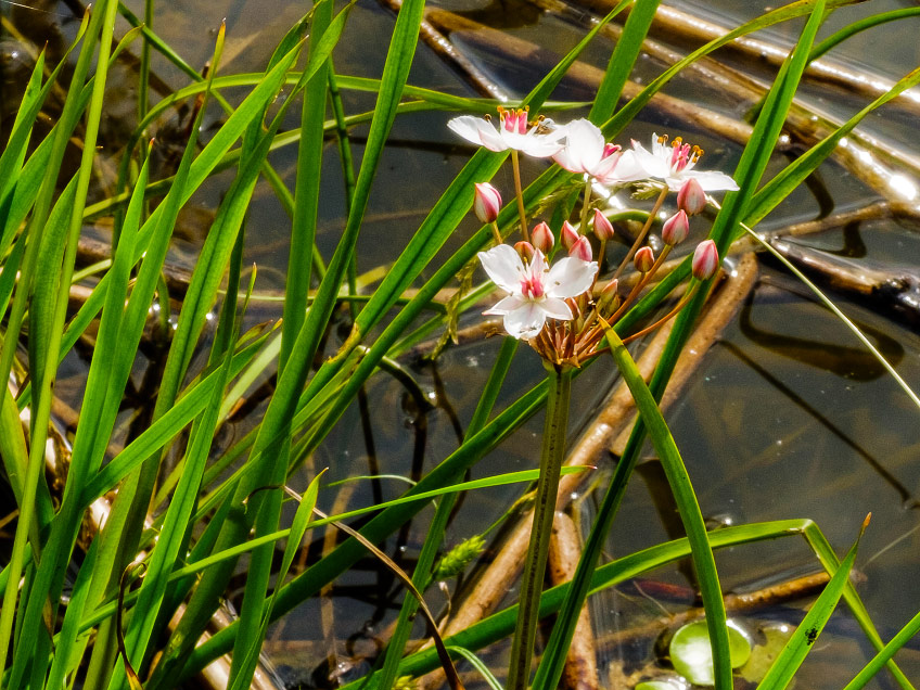 Butomus umbellatus