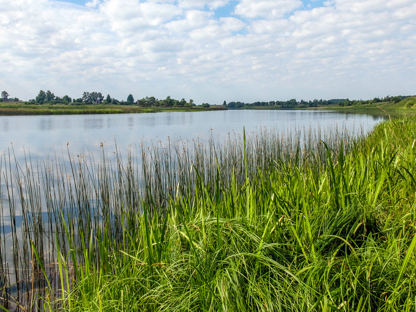 Vazuza river, Eleocharis