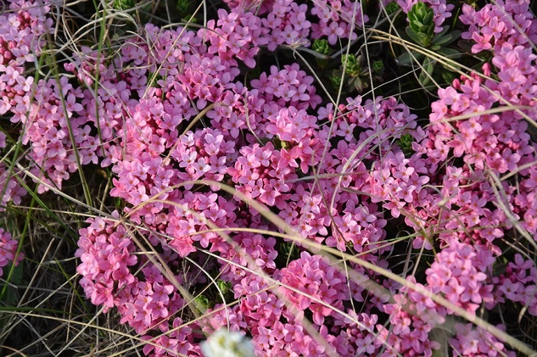 Flowering of Daphne Julia in the Pink Valley